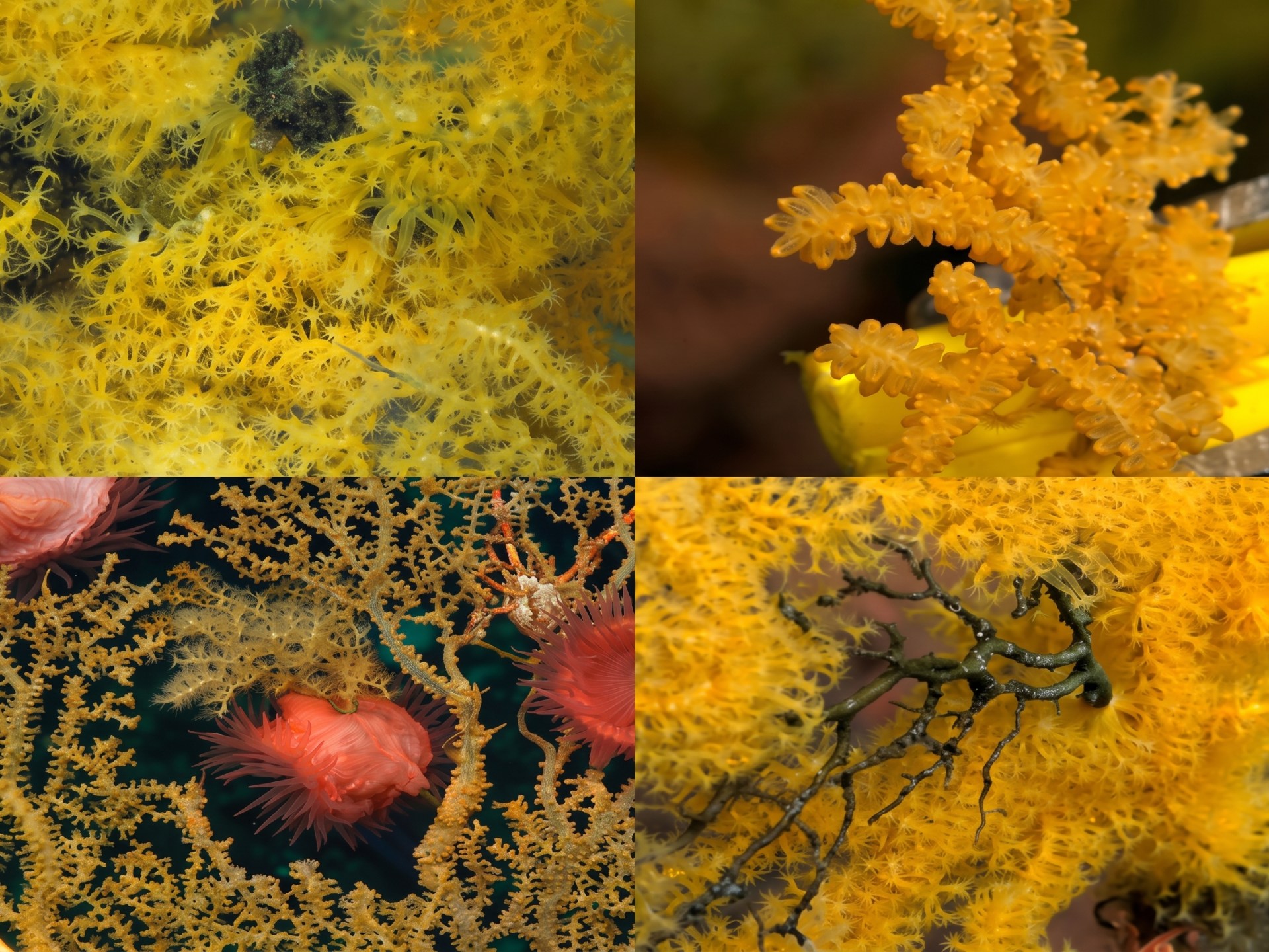 A grid of four photographs showing golden and orange branching corals in deep sea environments, including close-ups of delicate coral polyps and surrounding marine life.