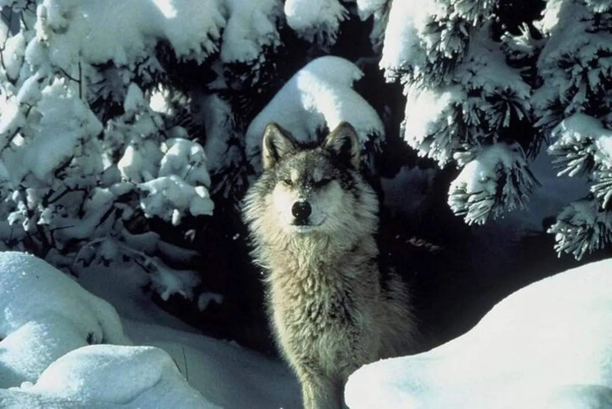 A wolf surrounded by snow-covered evergreen trees in a winter forest setting.